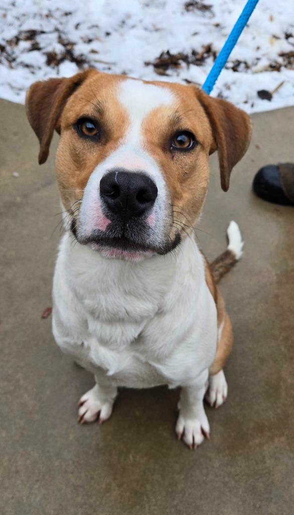 Enlarge Finn Yrly 15, a Adoptable mixed breed in Sidney, OH image 6/6