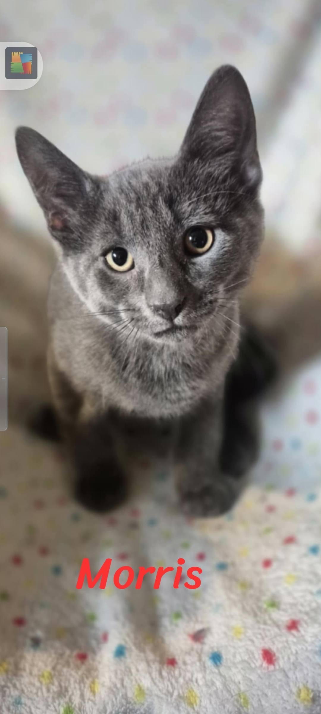 Moris, Adoptable, Young Male Domestic Short Hair.