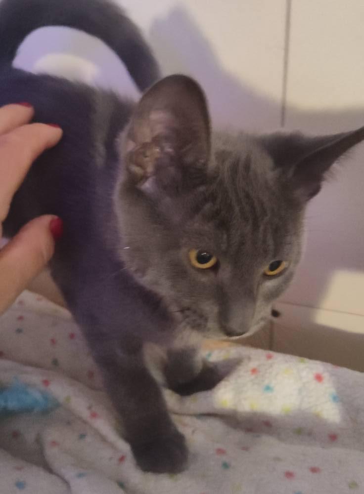 Enlarge Moris, a Adoptable Domestic Short Hair in Spencerville, ON image 2/3