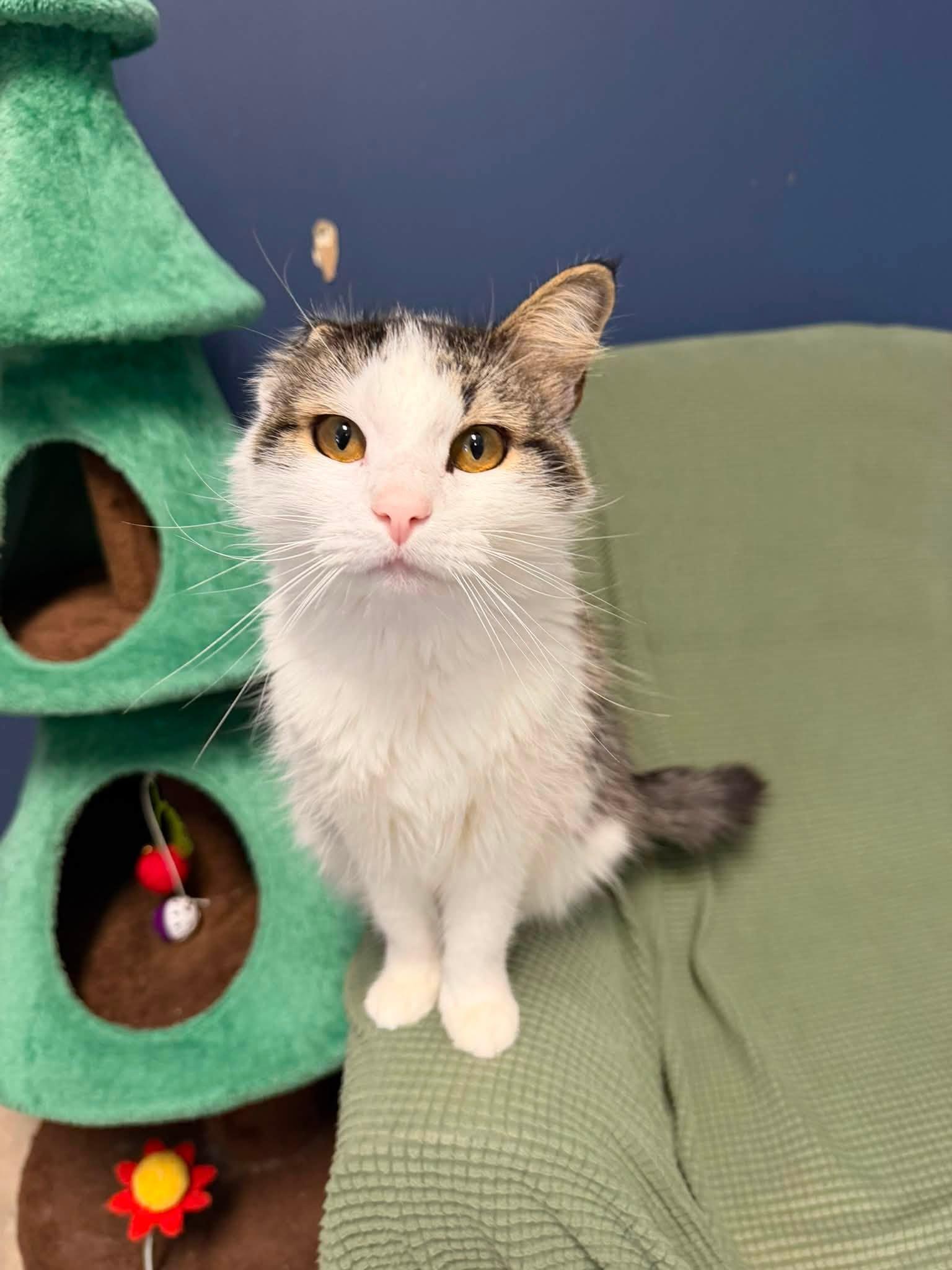 Poppy, adopted, Adult Female Domestic Medium Hair.