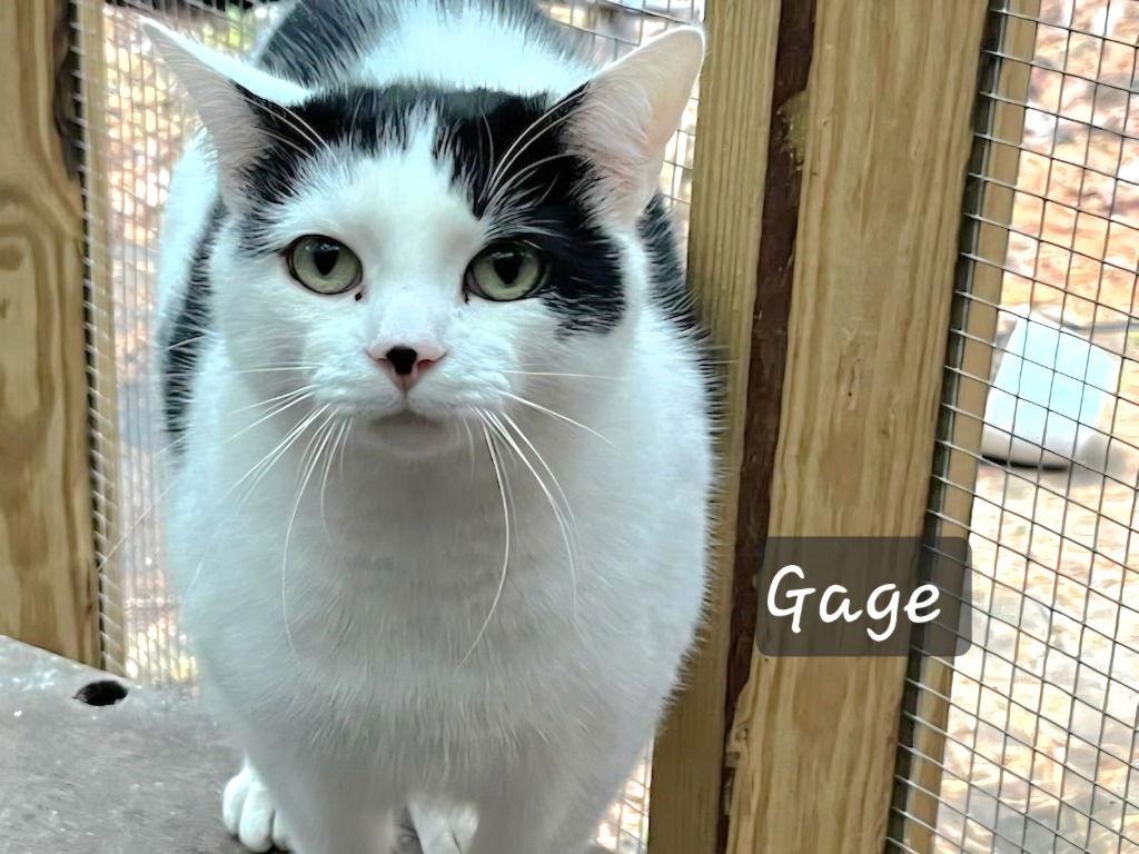 Gage, Adoptable, Adult Male Domestic Short Hair.