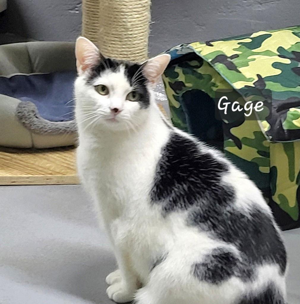 Enlarge Gage, a Adoptable Domestic Short Hair in Ellijay, GA image 2/3