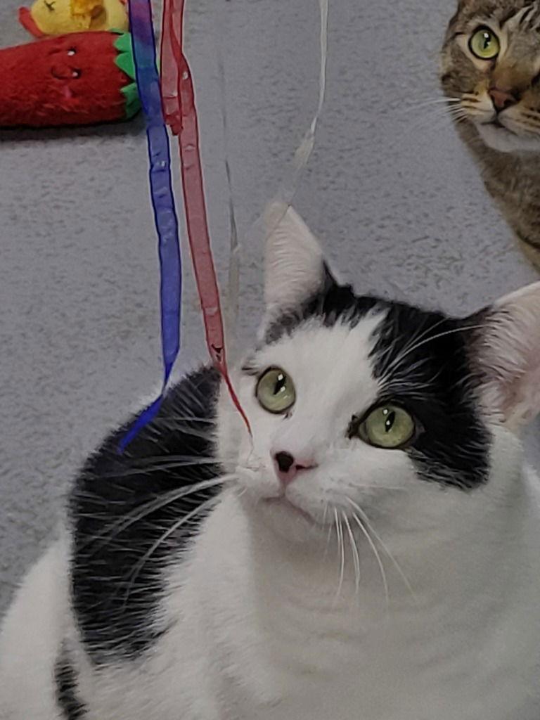 Enlarge Gage, a Adoptable Domestic Short Hair in Ellijay, GA image 3/3