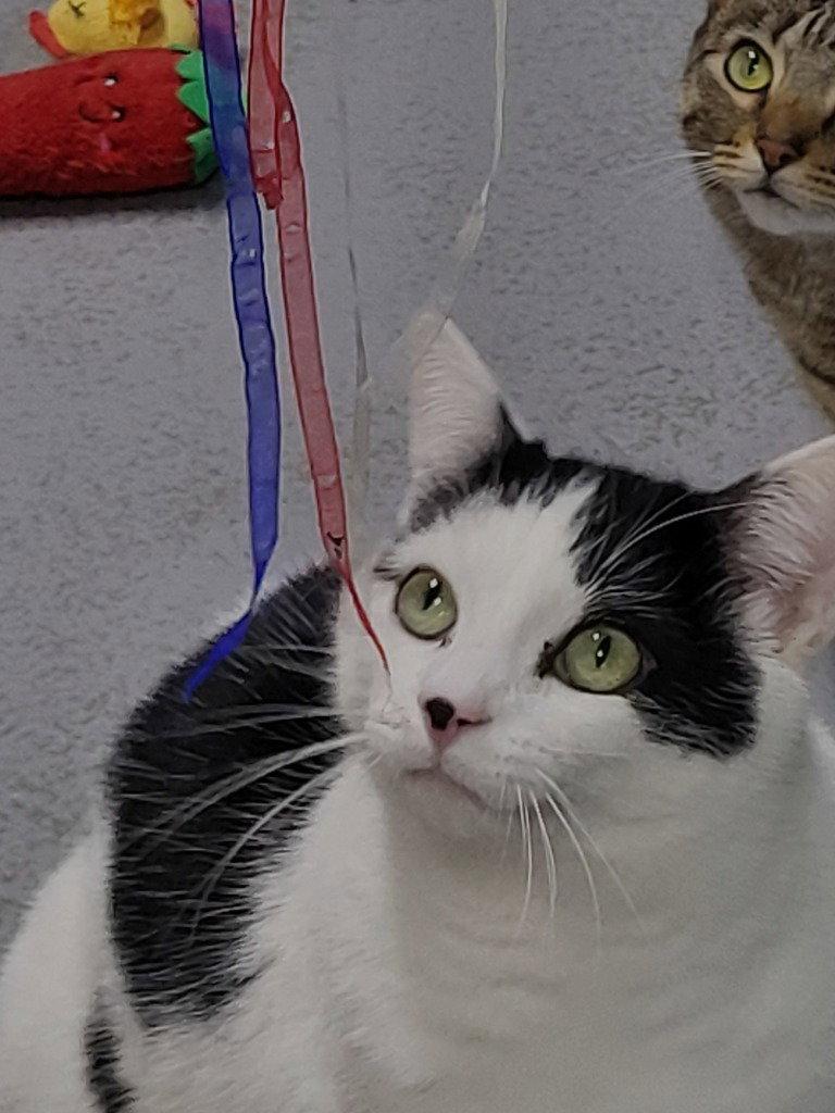 Enlarge Gage, a Adoptable Domestic Short Hair in Ellijay, GA image 3/3