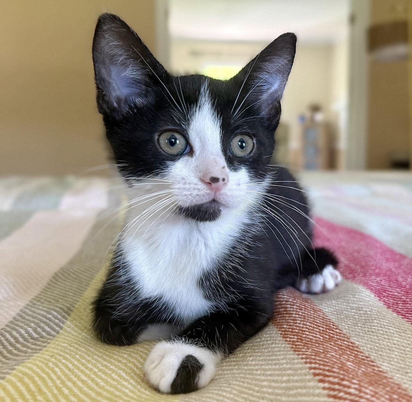 Enlarge Kenny, a Adoptable Domestic Short Hair in Broomall, PA image 1/3