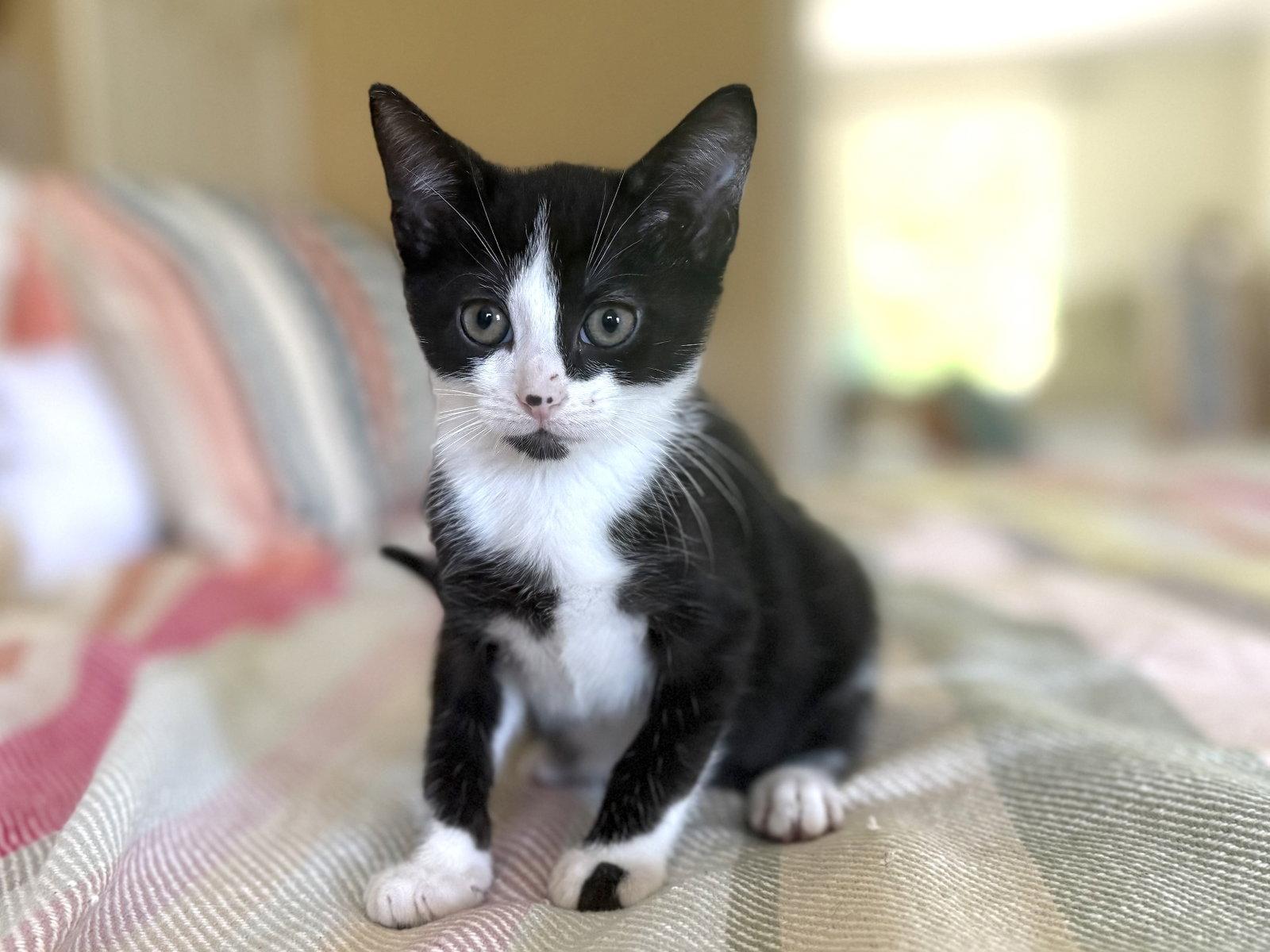Enlarge Kenny, a Adoptable Domestic Short Hair in Broomall, PA image 2/3