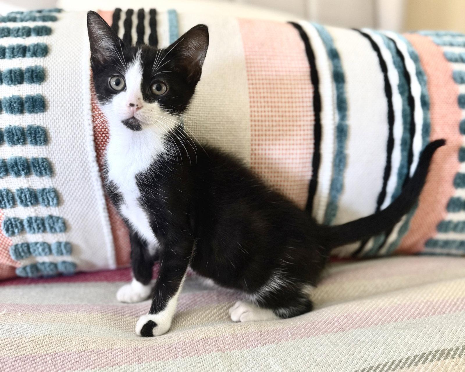 Enlarge Kenny, a Adoptable Domestic Short Hair in Broomall, PA image 3/3