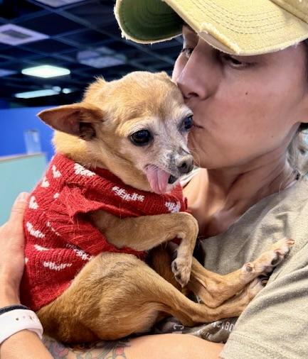 Enlarge Bebe, a ADOPTABLE mixed breed in Walnut Creek, CA image 4/4