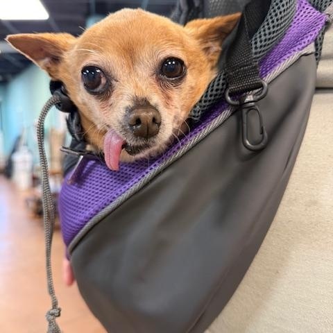 Bebe, ADOPTABLE, Senior Female Chihuahua & Terrier.