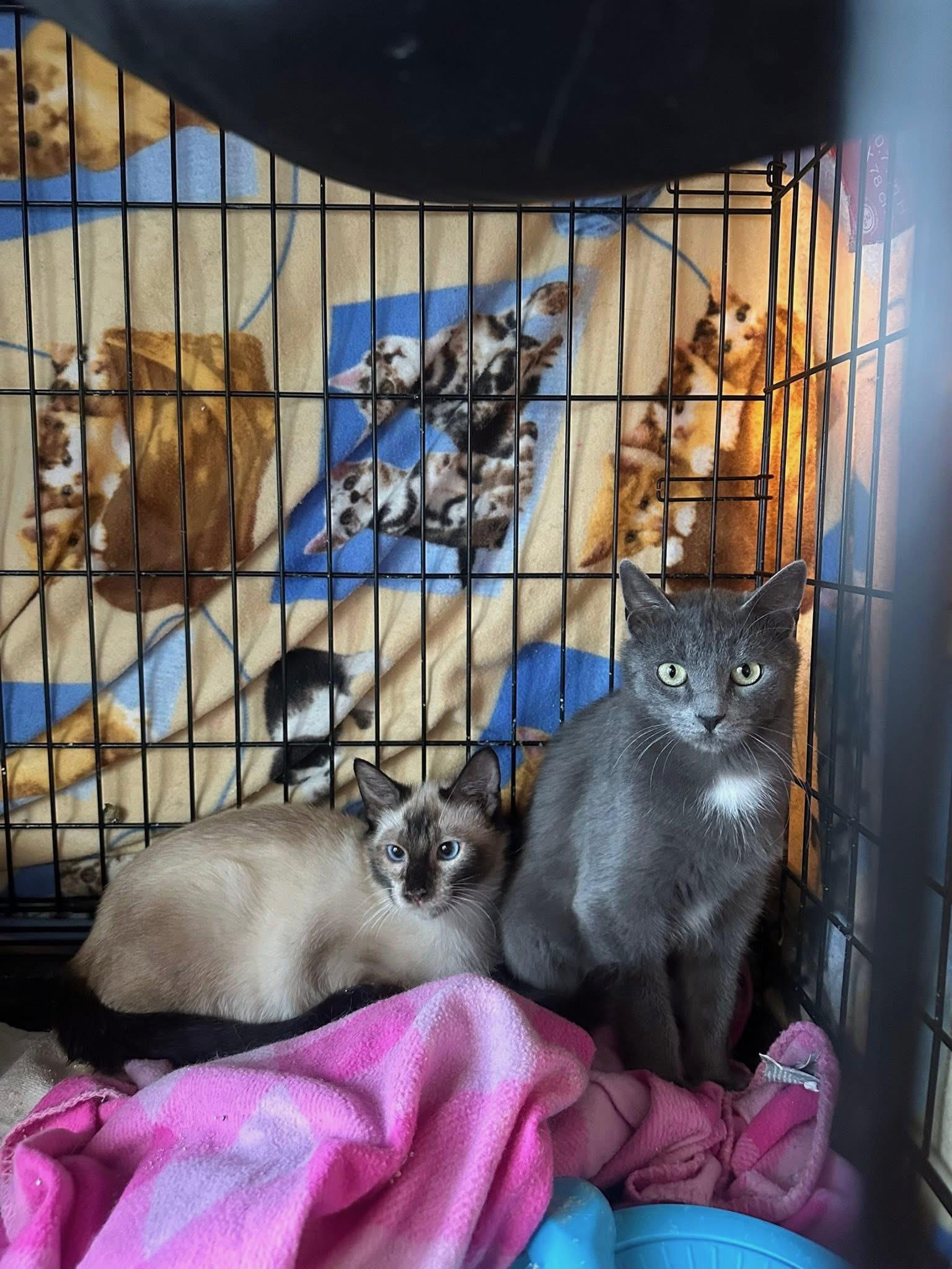 Ramona And Tao