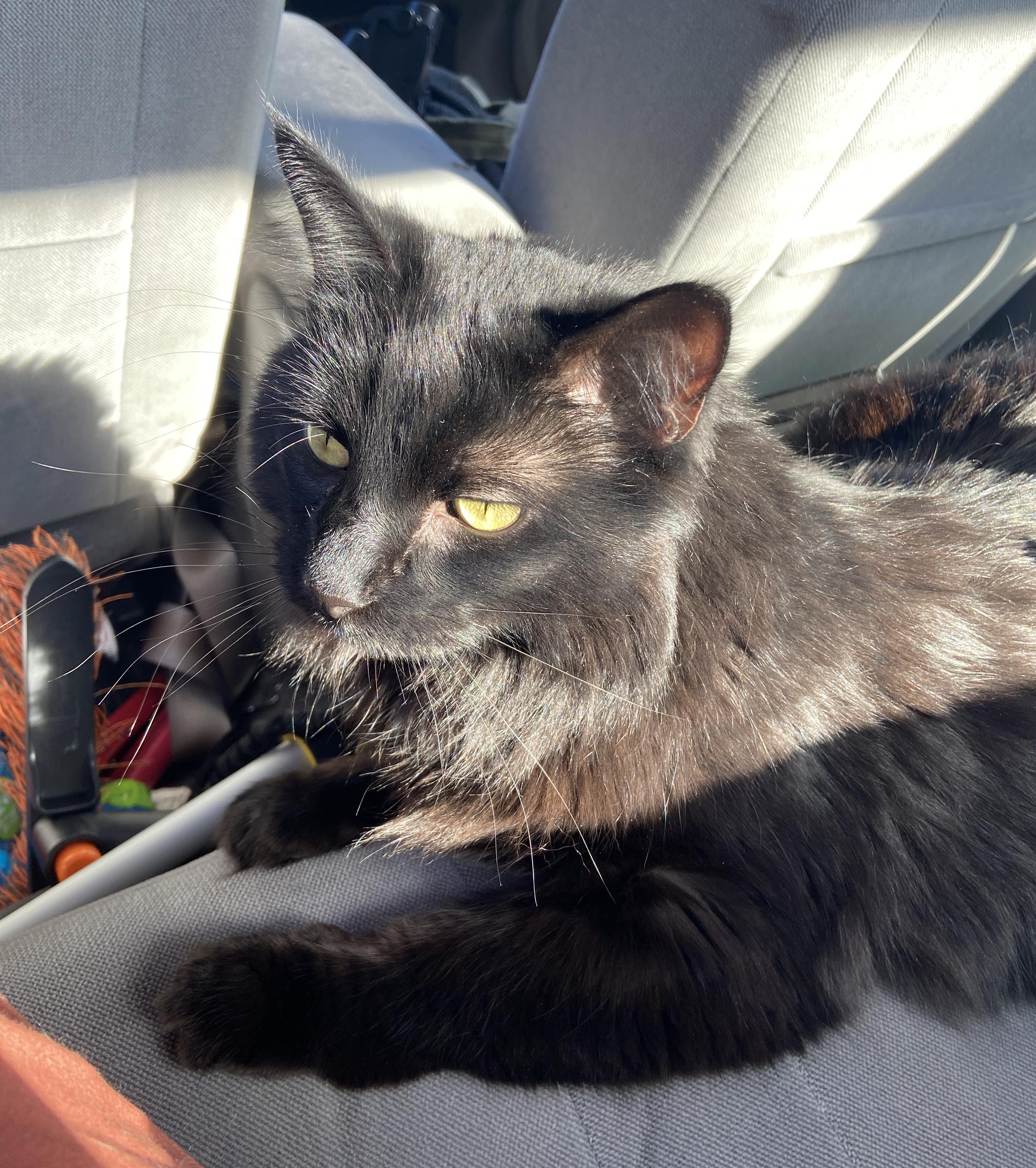 Enlarge Little Boy, a Adoptable Domestic Long Hair in Amherst, MA image 6/6