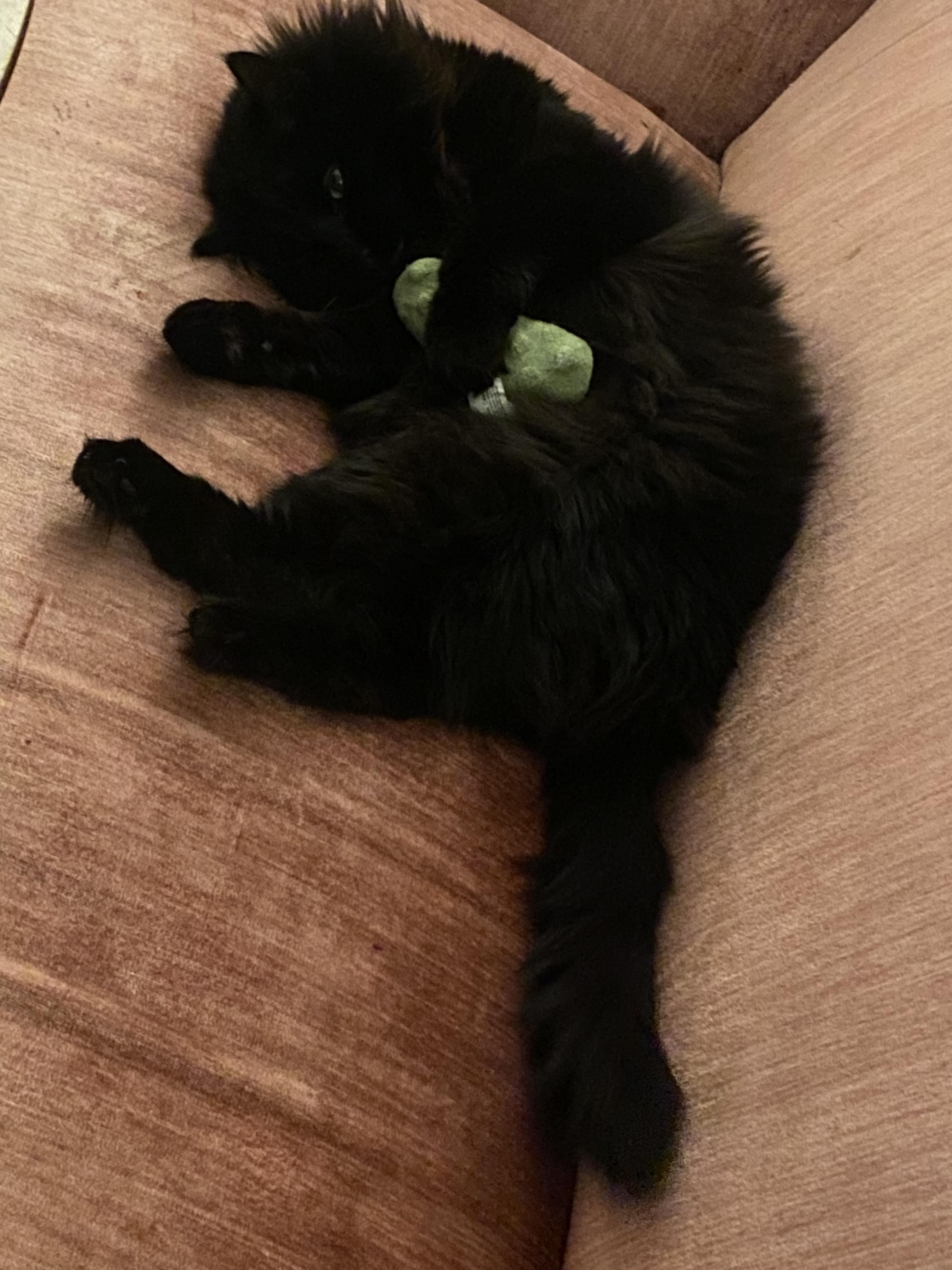 Enlarge Little Boy, a Adoptable Domestic Long Hair in Amherst, MA image 5/6