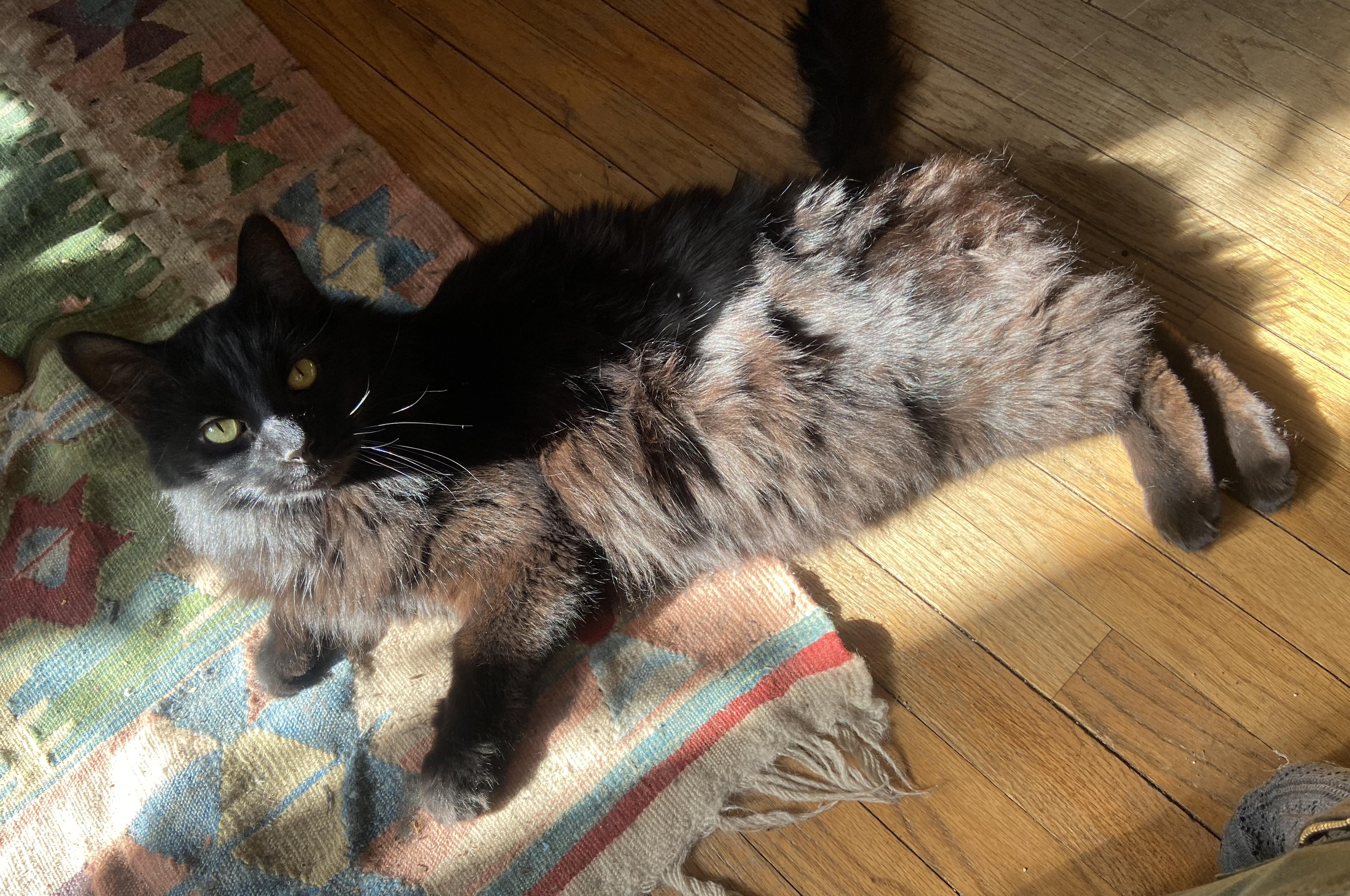 Enlarge Little Boy, a Adoptable Domestic Long Hair in Amherst, MA image 3/6