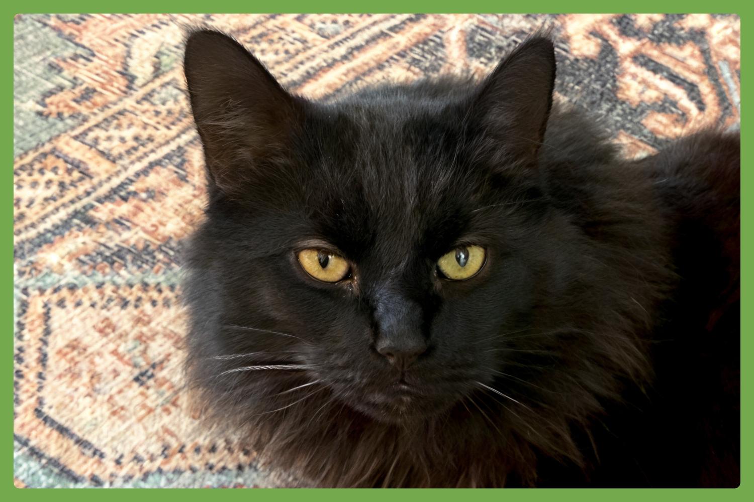 Enlarge Little Boy, a Adoptable Domestic Long Hair in Amherst, MA image 1/6