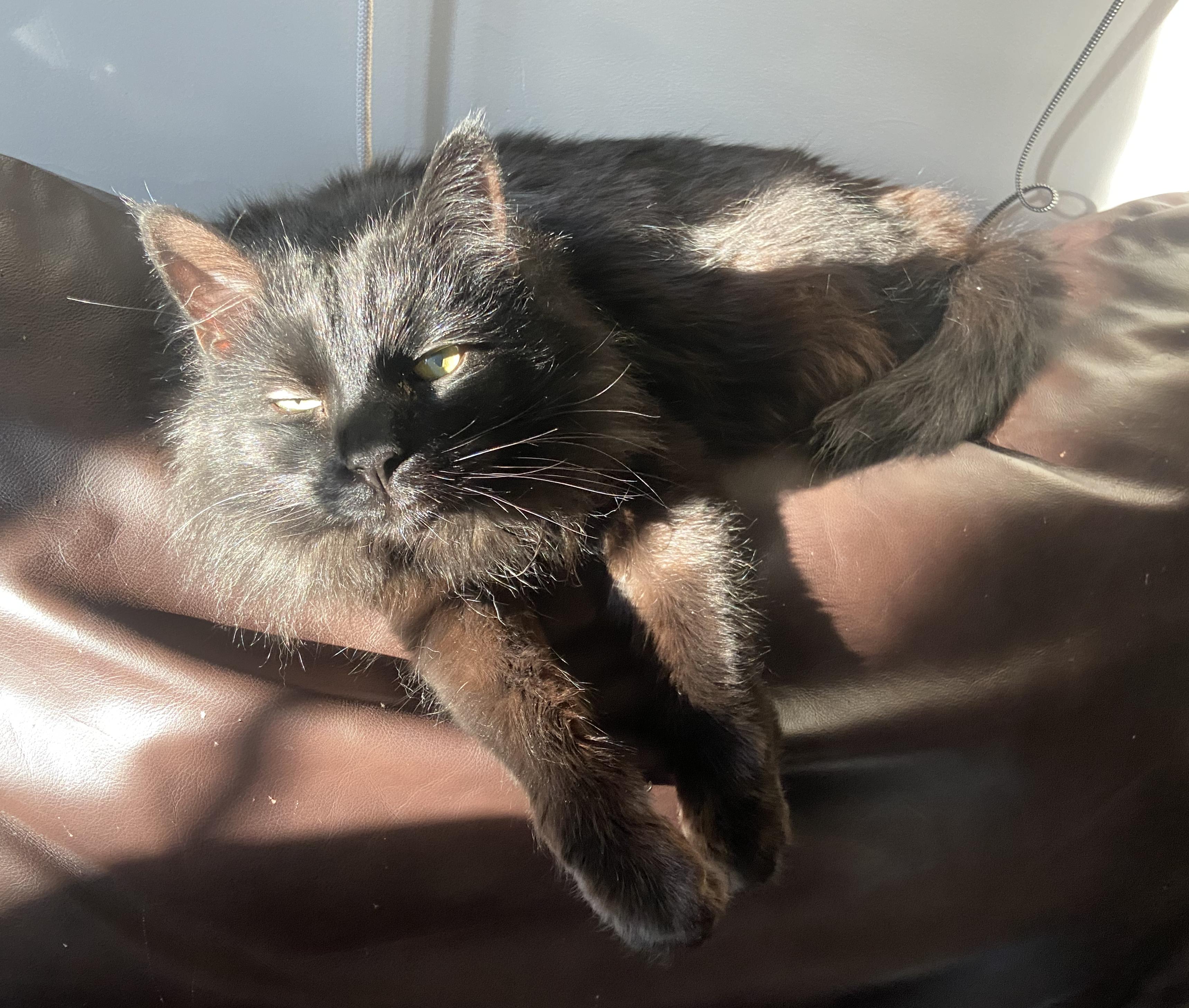 Enlarge Little Boy, a Adoptable Domestic Long Hair in Amherst, MA image 4/6