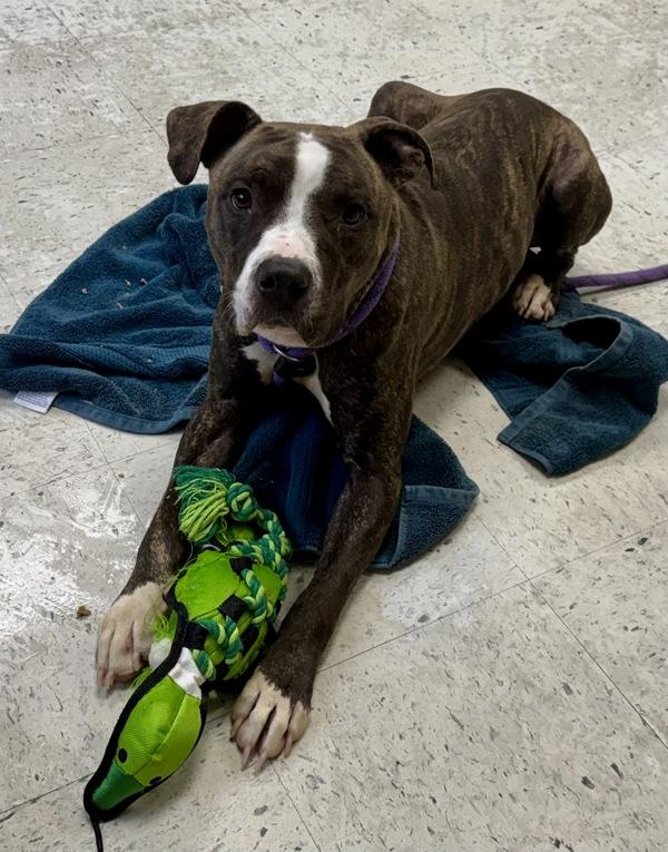 Dr J, Adoptable, Adult Male Pit Bull Terrier.