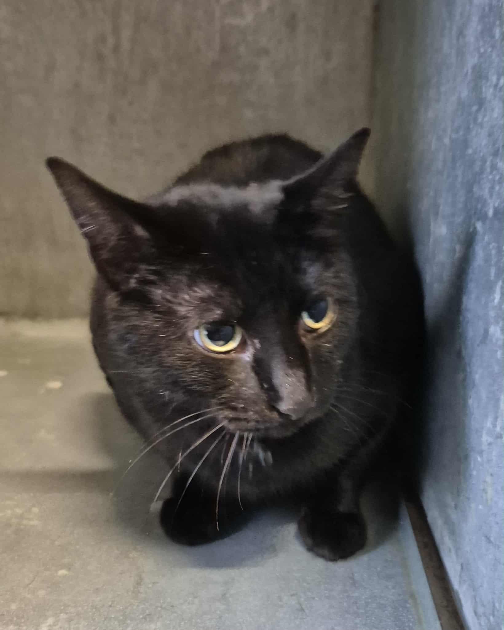 Enlarge Ham, an adoptable mixed breed in Freeport, IL image 1/2