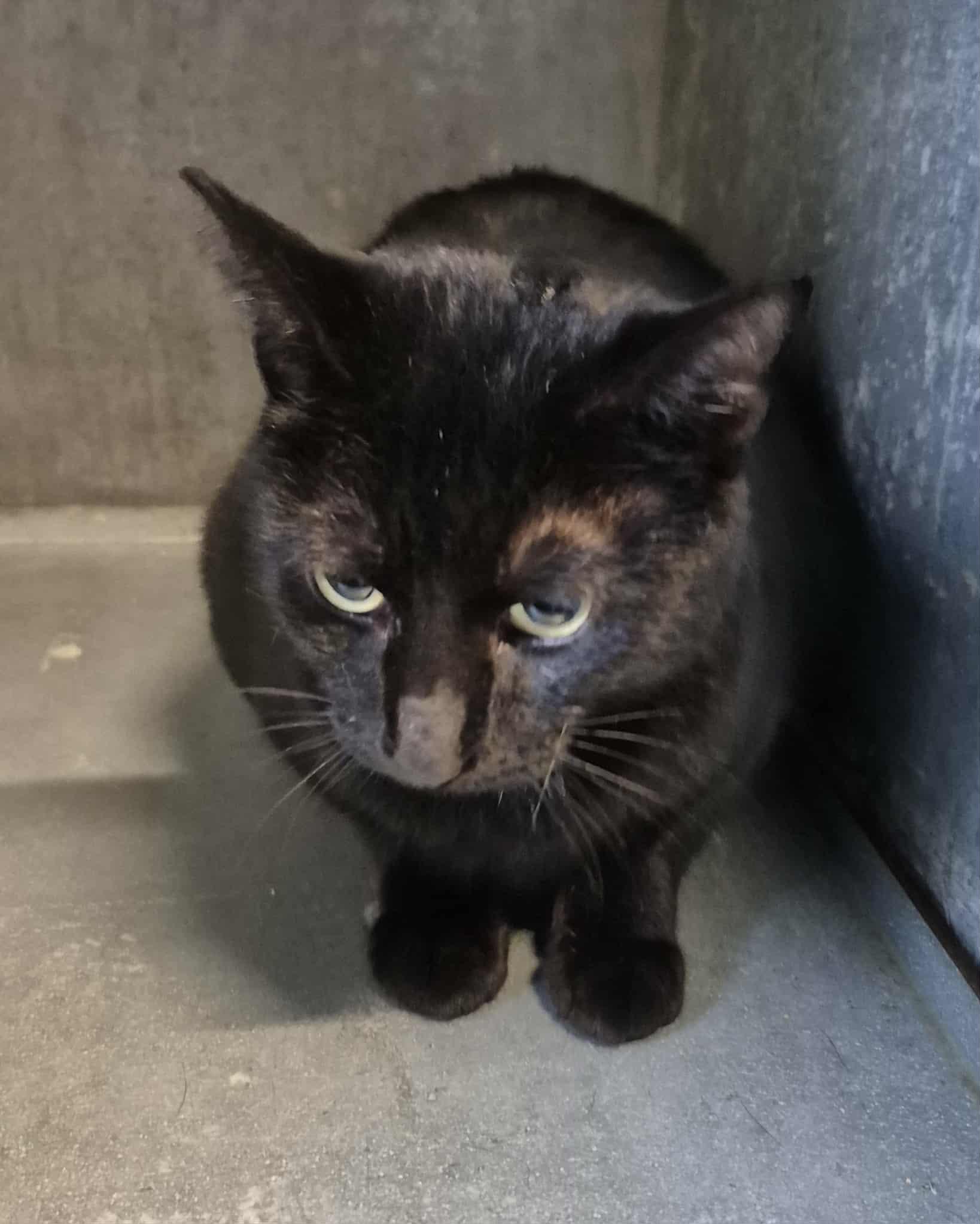 Enlarge Ham, an adoptable mixed breed in Freeport, IL image 2/2