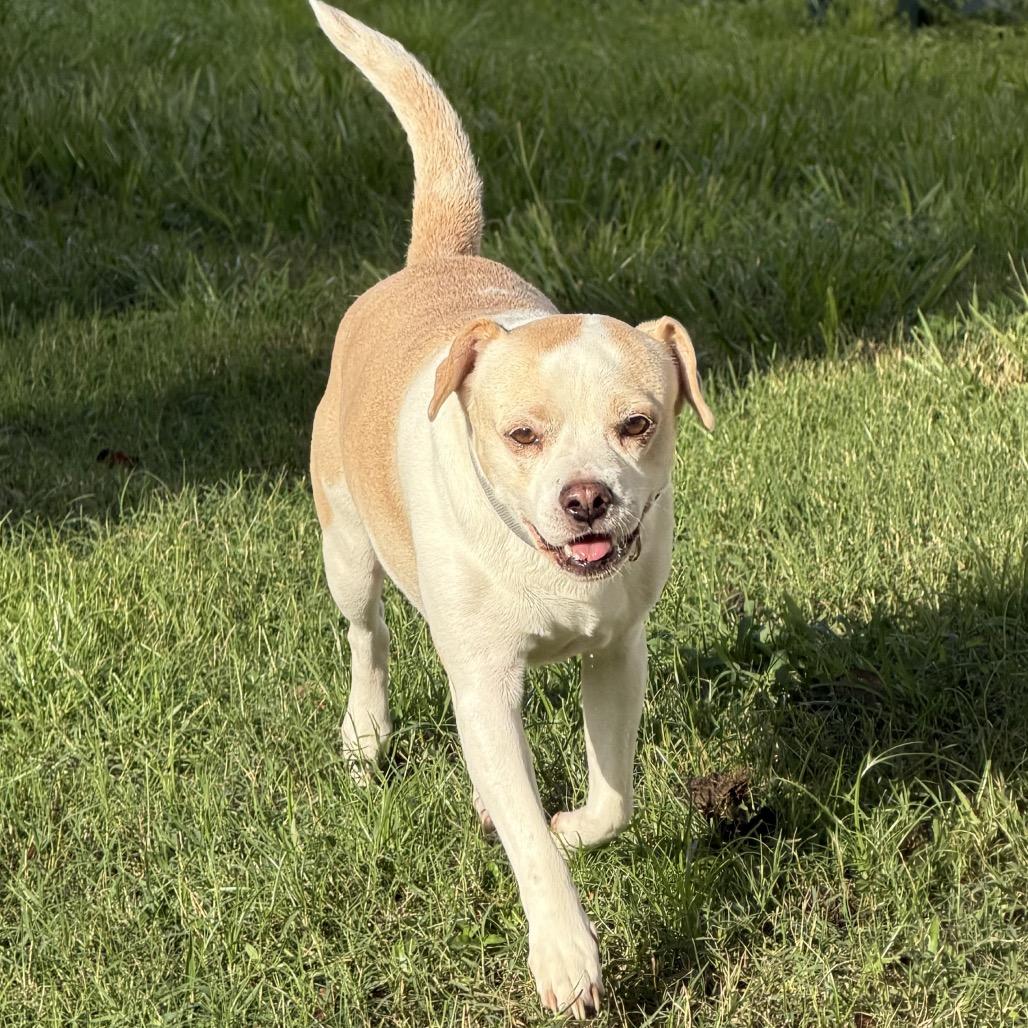 Scout, Adoptable, Adult Male Chihuahua & Labrador Retriever.
