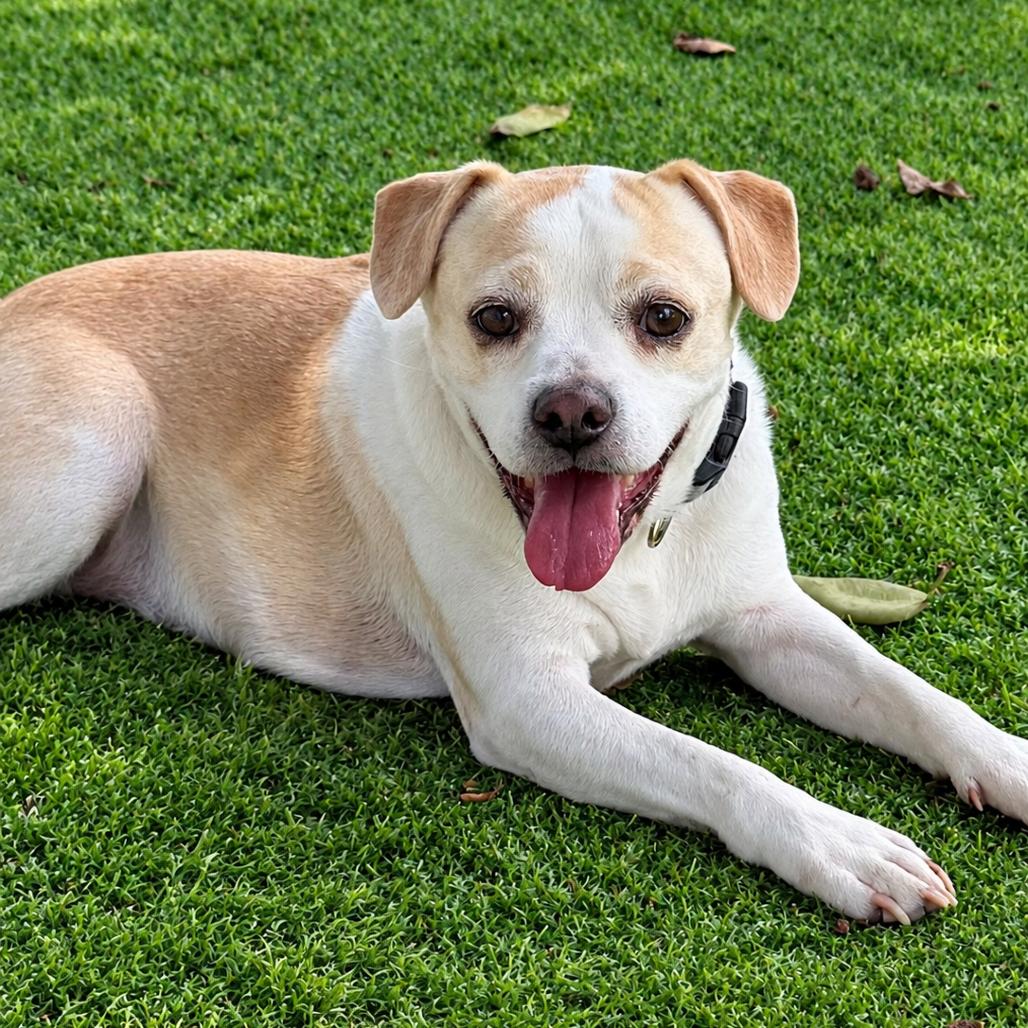 Enlarge Scout, a Adoptable mixed breed in Sarasota, FL image 2/6