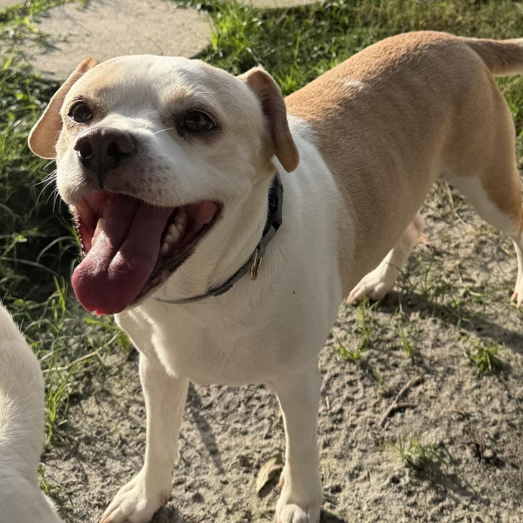 Enlarge Scout, a Adoptable mixed breed in Sarasota, FL image 3/6