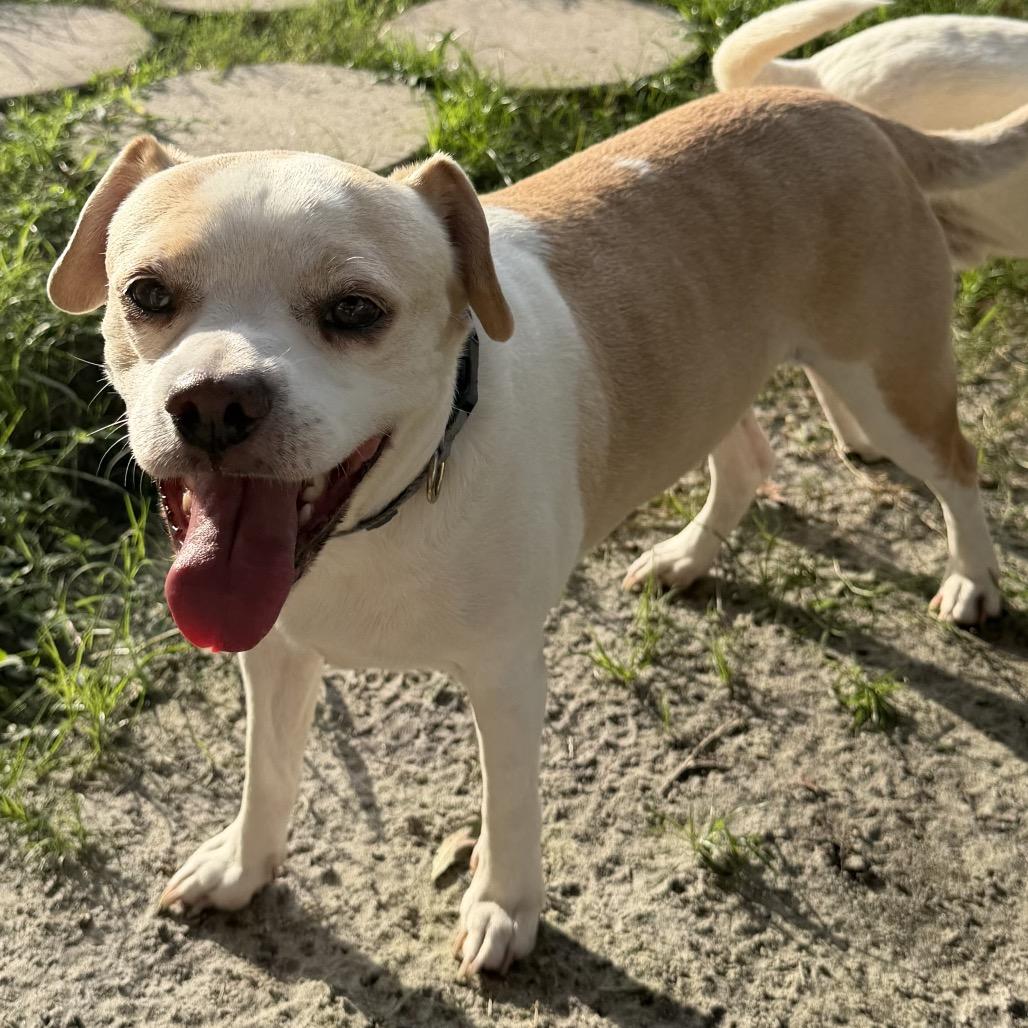 Enlarge Scout, a Adoptable mixed breed in Sarasota, FL image 4/6