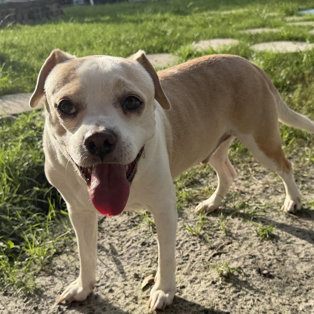 Enlarge Scout, a Adoptable mixed breed in Sarasota, FL image 5/6