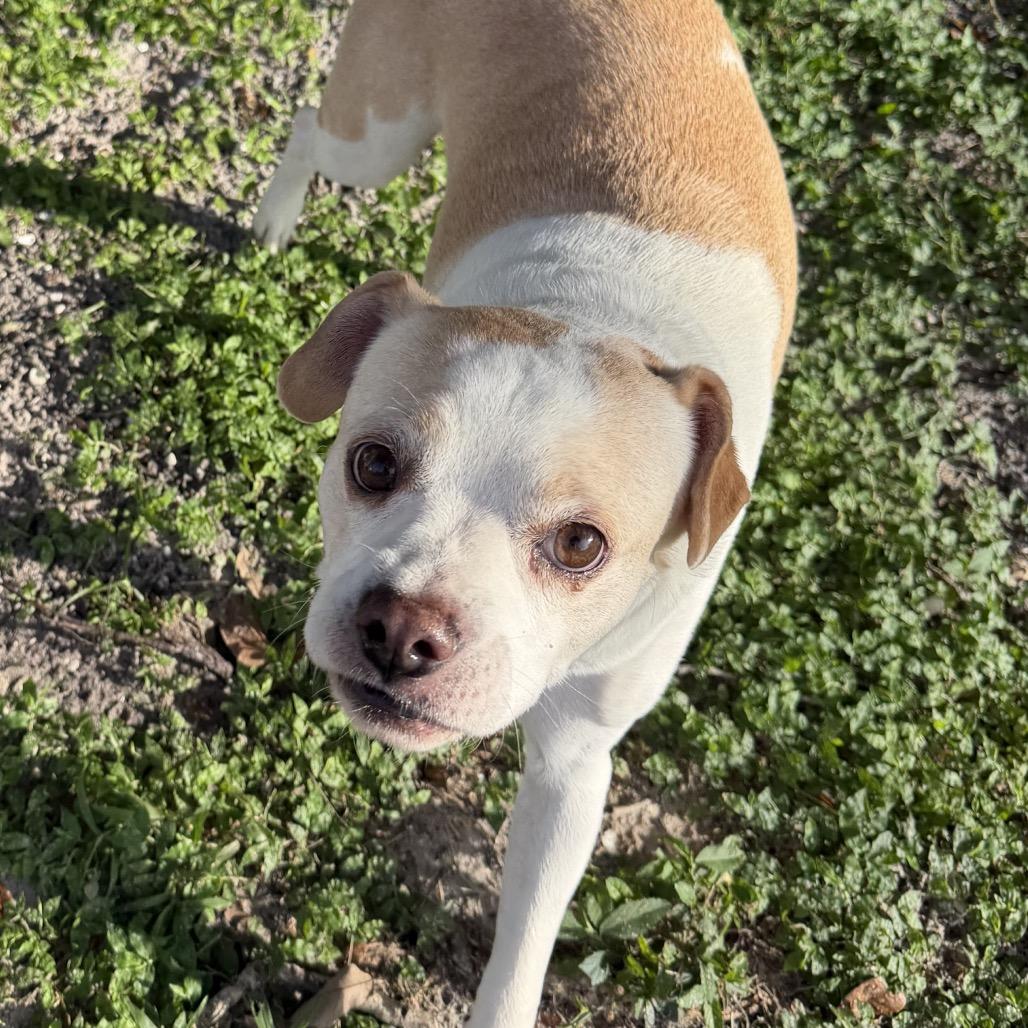 Enlarge Scout, a Adoptable mixed breed in Sarasota, FL image 6/6