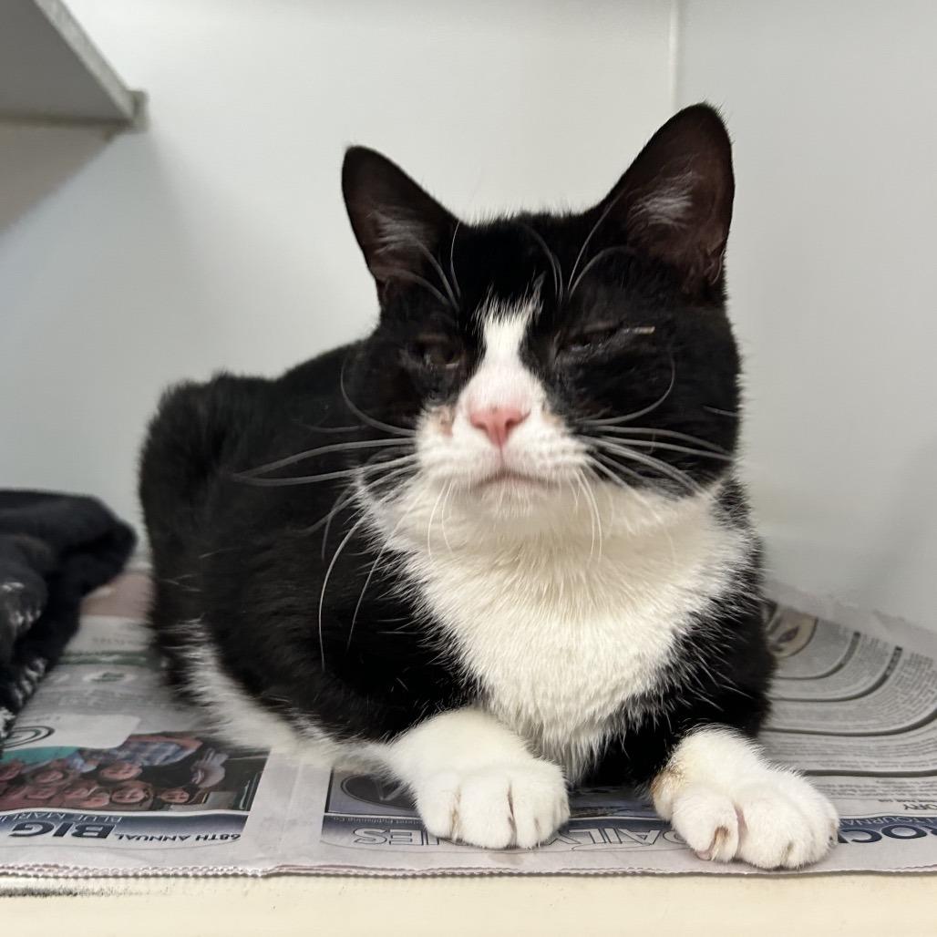 Dingo, Adoptable, Young Male Domestic Short Hair.