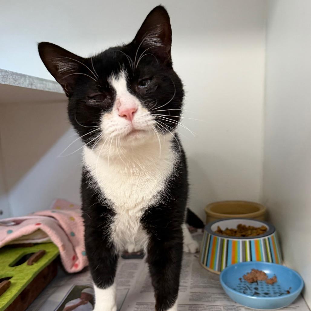 Enlarge Dingo, a Adoptable Domestic Short Hair in Newport, NC image 2/6