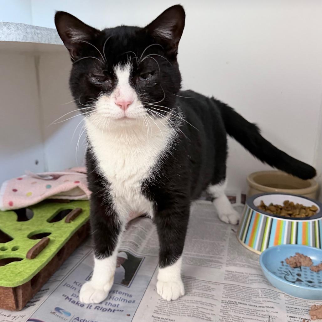 Enlarge Dingo, a Adoptable Domestic Short Hair in Newport, NC image 3/6