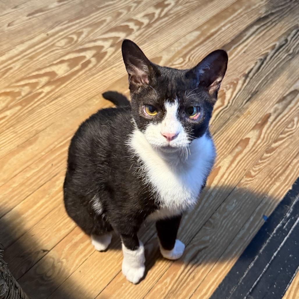 Enlarge Dingo, a Adoptable Domestic Short Hair in Newport, NC image 4/6