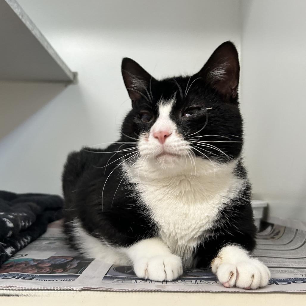 Enlarge Dingo, a Adoptable Domestic Short Hair in Newport, NC image 5/6