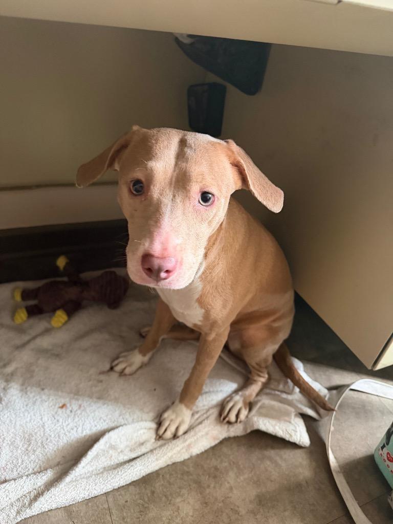 Enlarge Pocahontas, a Adoptable mixed breed in Springfield, OH image 1/1