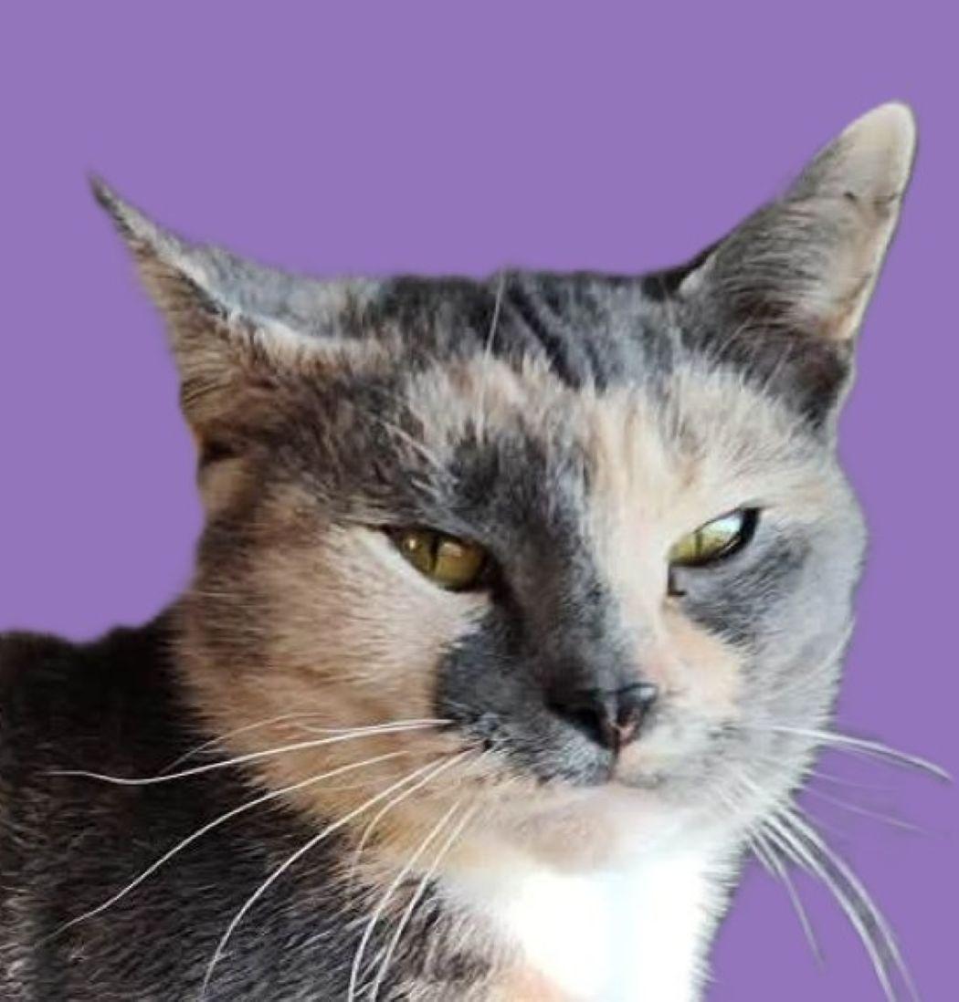 Magnolia, a Adoptable mixed breed in Savannah, GA image 1/6