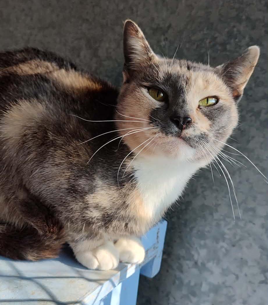 Magnolia — thumbnail 3