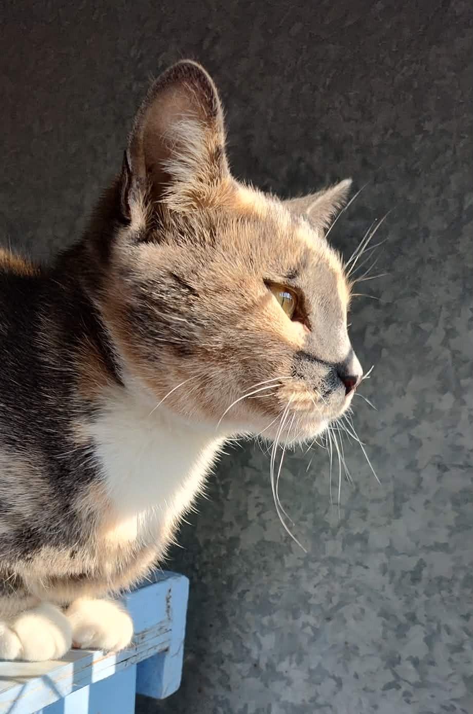 Magnolia, a Adoptable mixed breed in Savannah, GA image 4/6