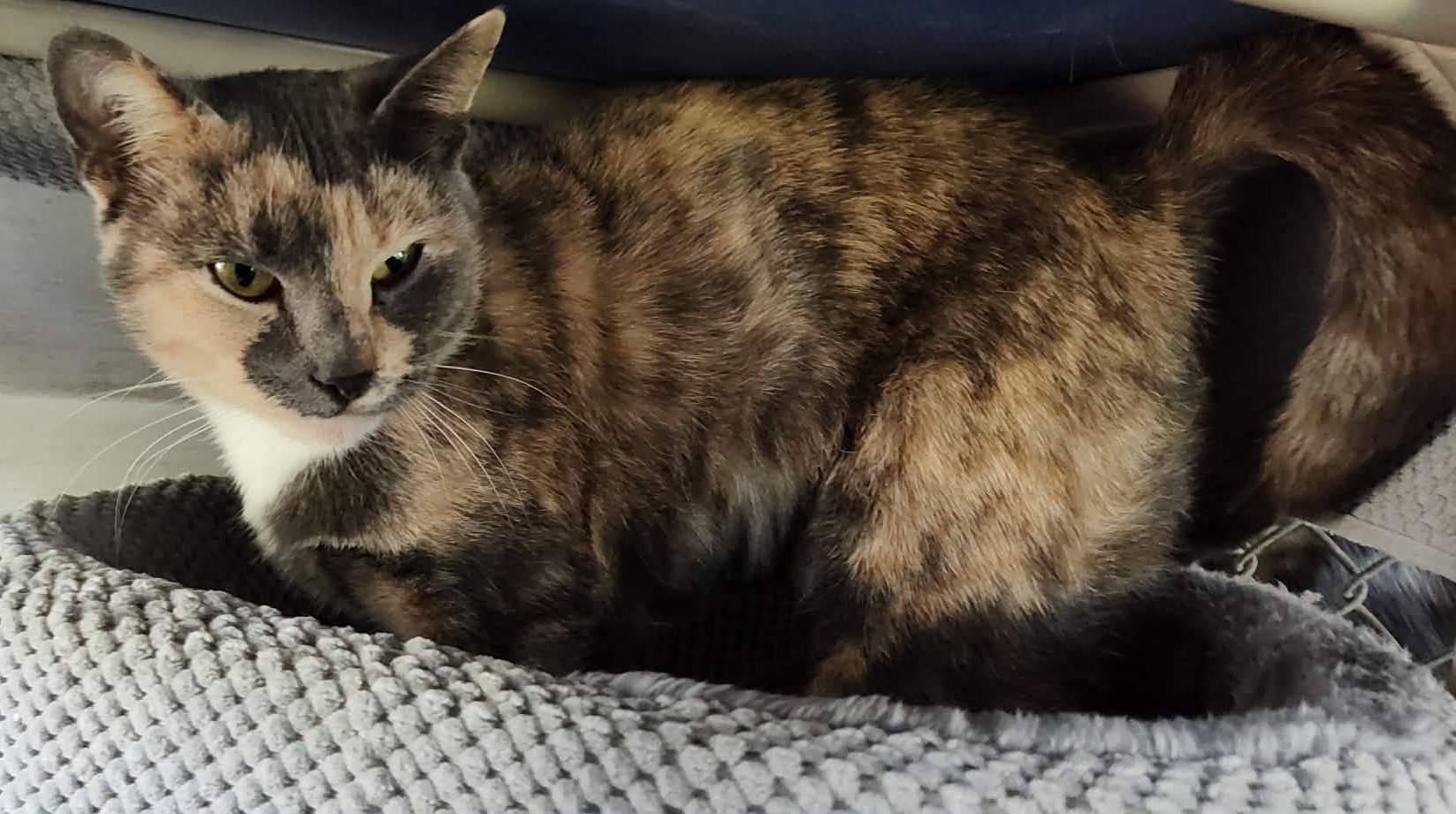 Magnolia, a Adoptable mixed breed in Savannah, GA image 5/6