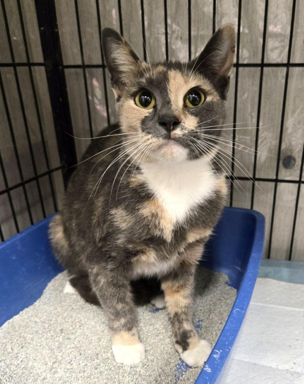 Magnolia, a Adoptable mixed breed in Savannah, GA image 6/6