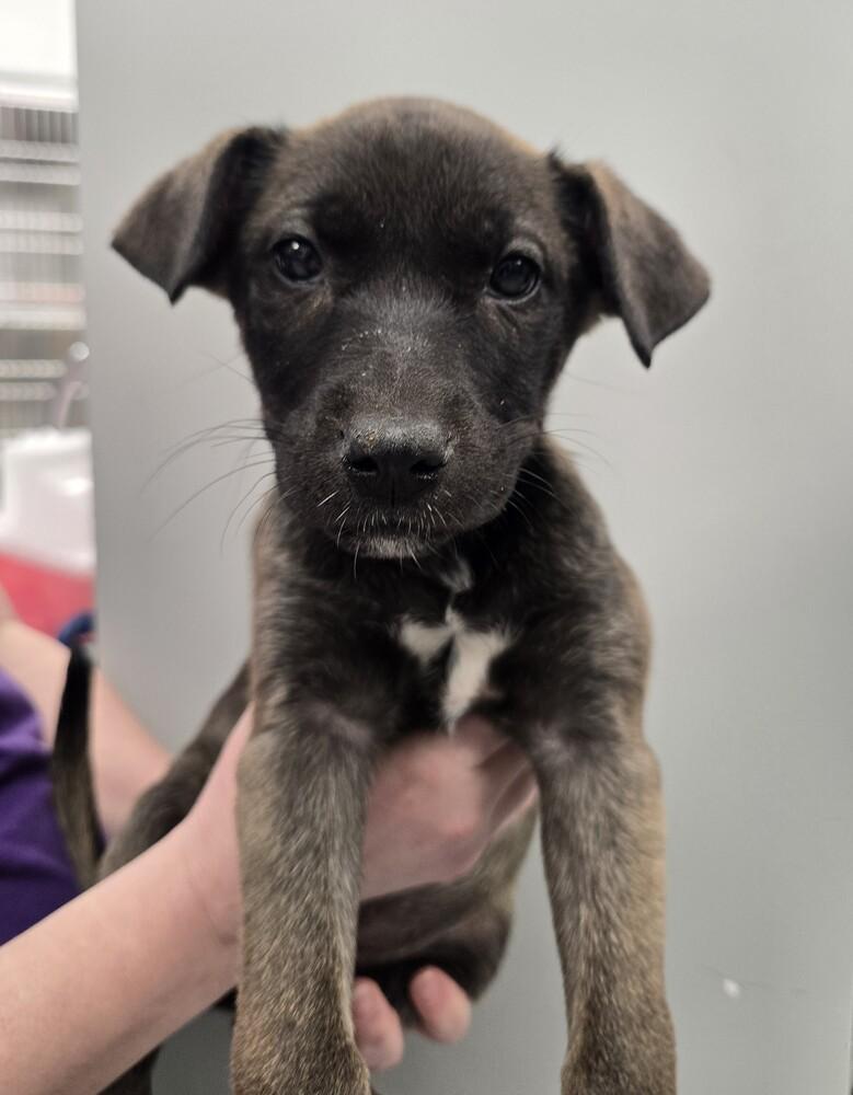 DuskWillow, Adopted, Puppy Male Mixed Breed.