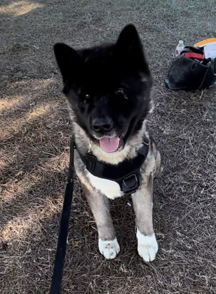 Enlarge **Toshi**, a Adoptable Akita in Romoland, CA image 1/3