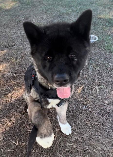 Enlarge **Toshi**, a Adoptable Akita in Romoland, CA image 2/3