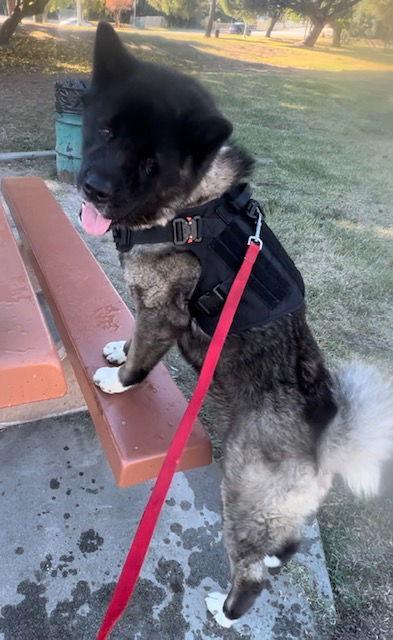 Enlarge **Toshi**, a Adoptable Akita in Romoland, CA image 3/3