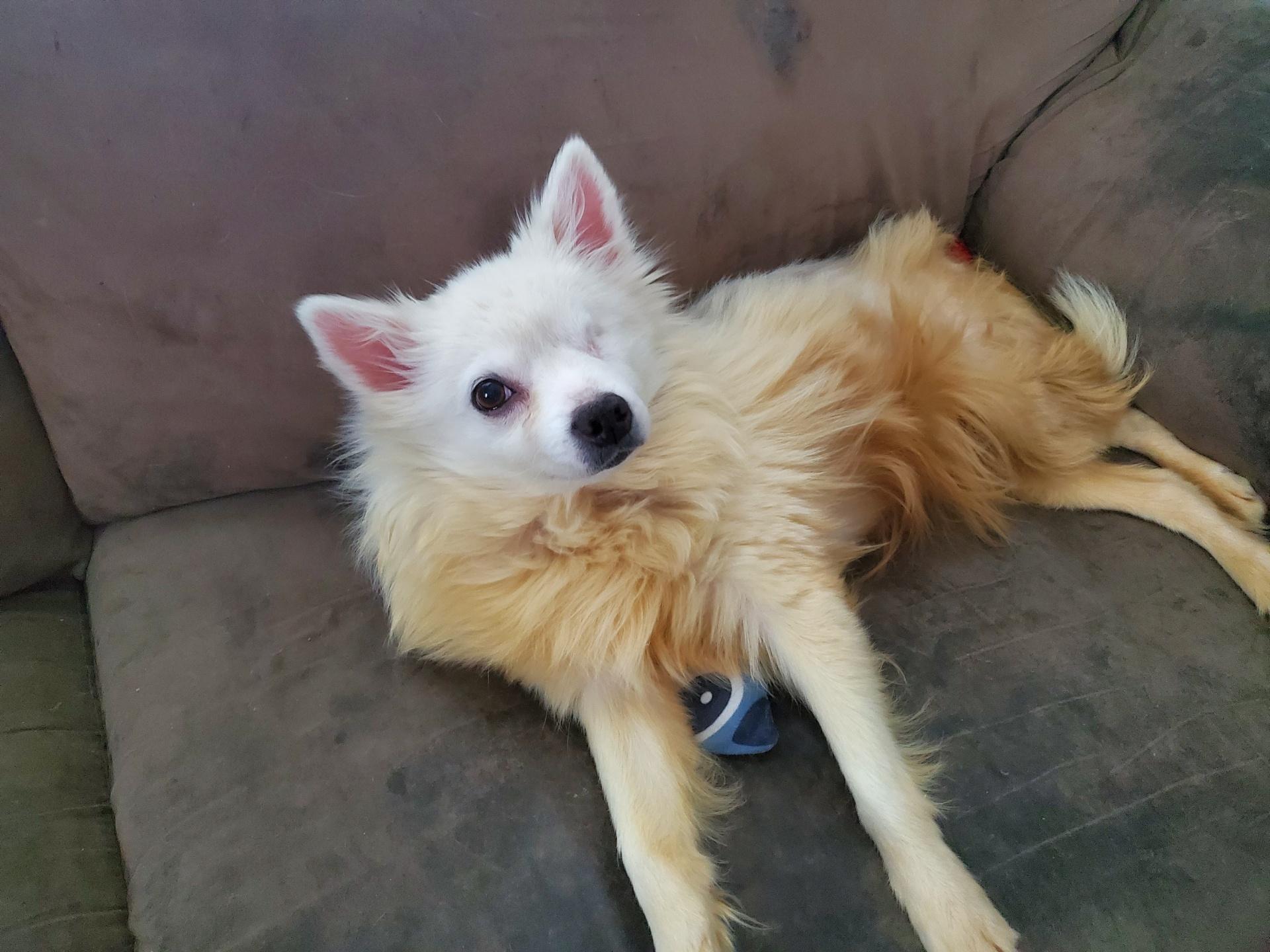 Darla - St. Louis, MO, a ADOPTABLE American Eskimo Dog in Saint Louis, MO image 4/6