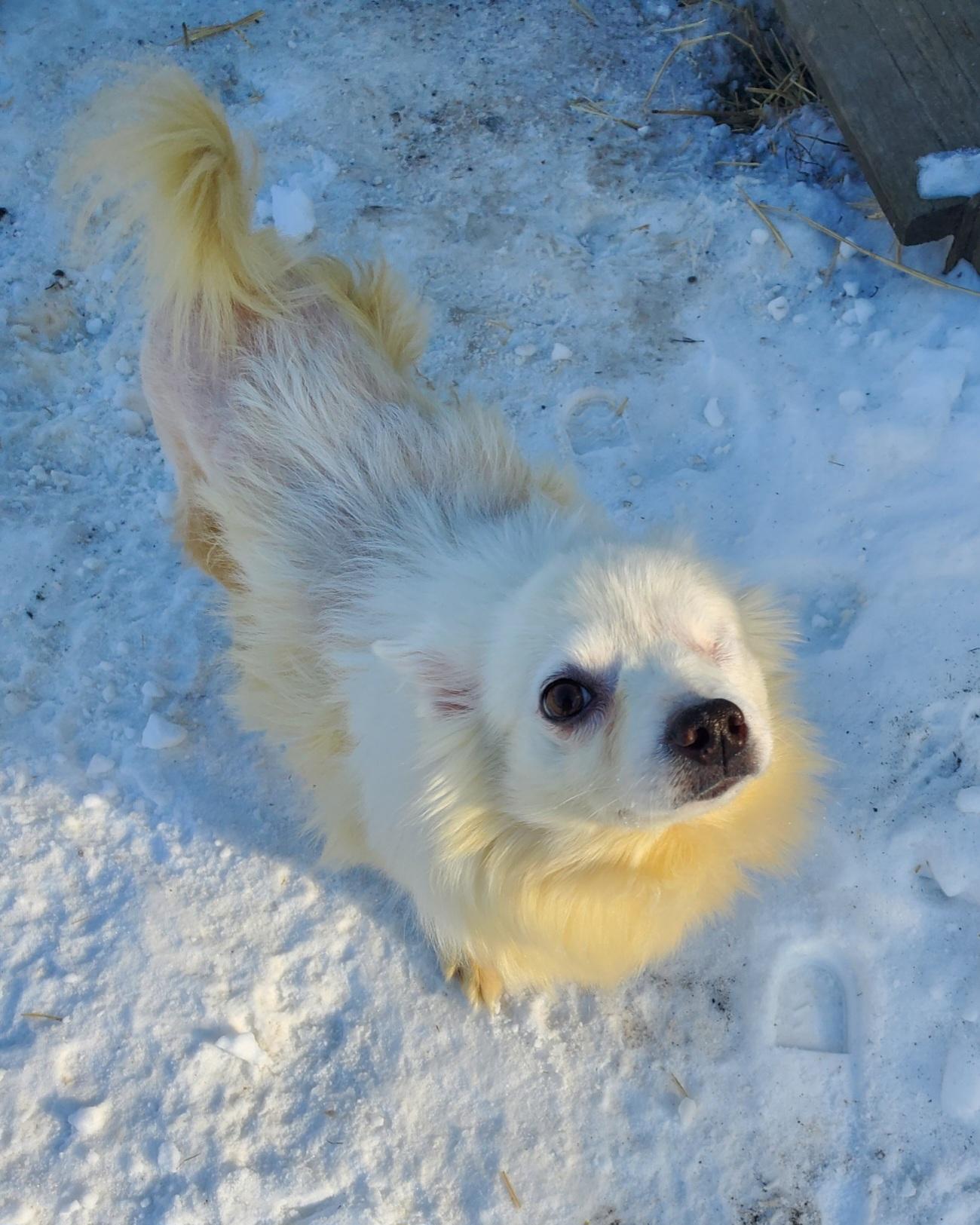 Darla - St. Louis, MO, a ADOPTABLE American Eskimo Dog in Saint Louis, MO image 5/6