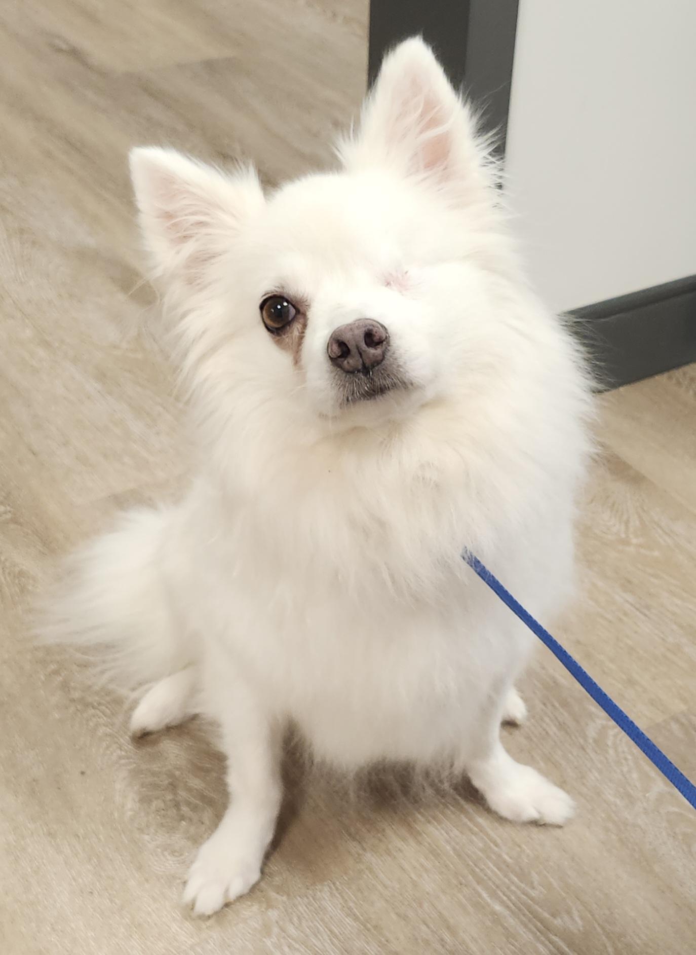Darla - Special Needs/St. Louis, MO, Adoptable, Adult Female American Eskimo Dog.