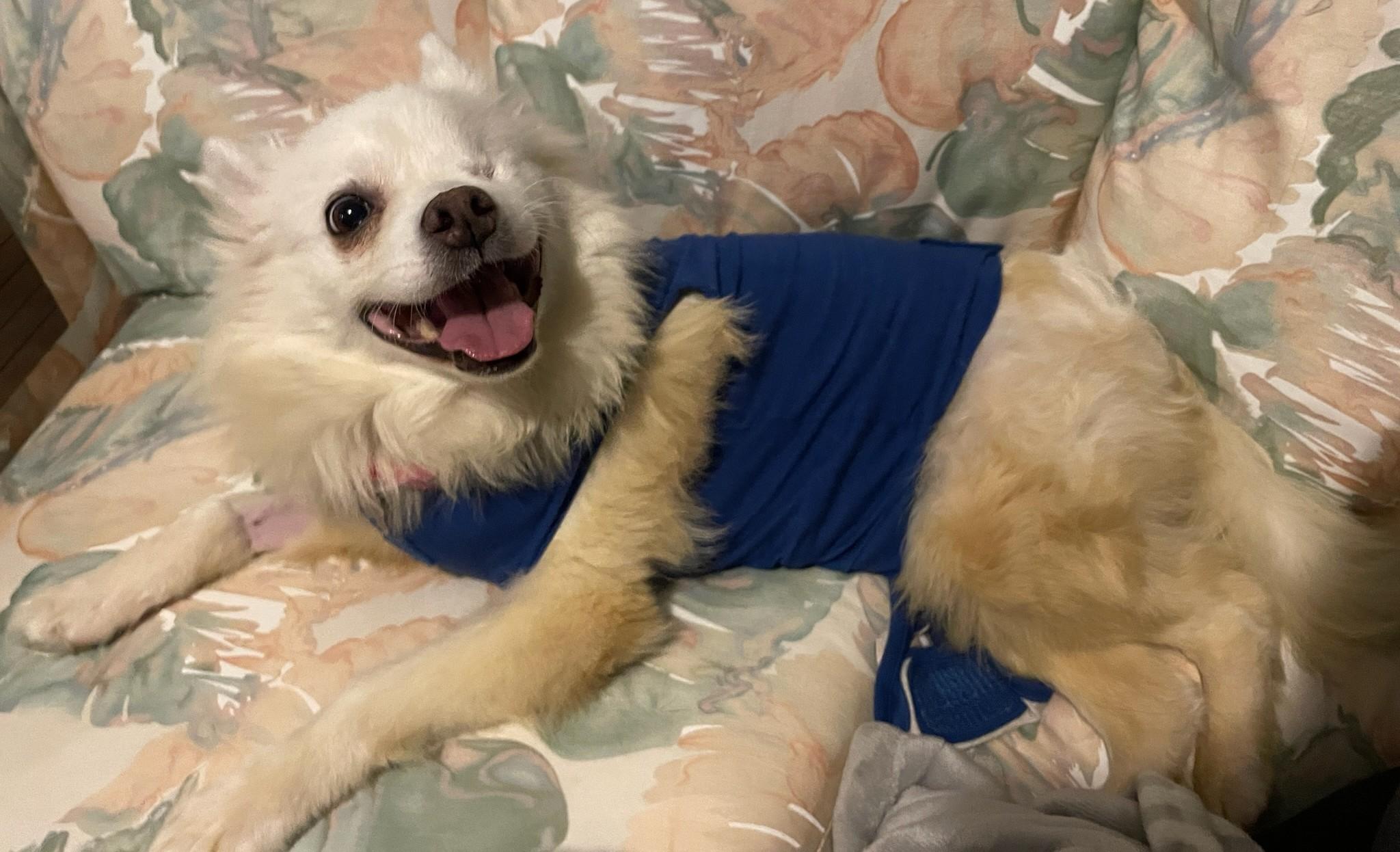 Darla - Special Needs/St. Louis, MO, ADOPTABLE, Adult Female American Eskimo Dog.