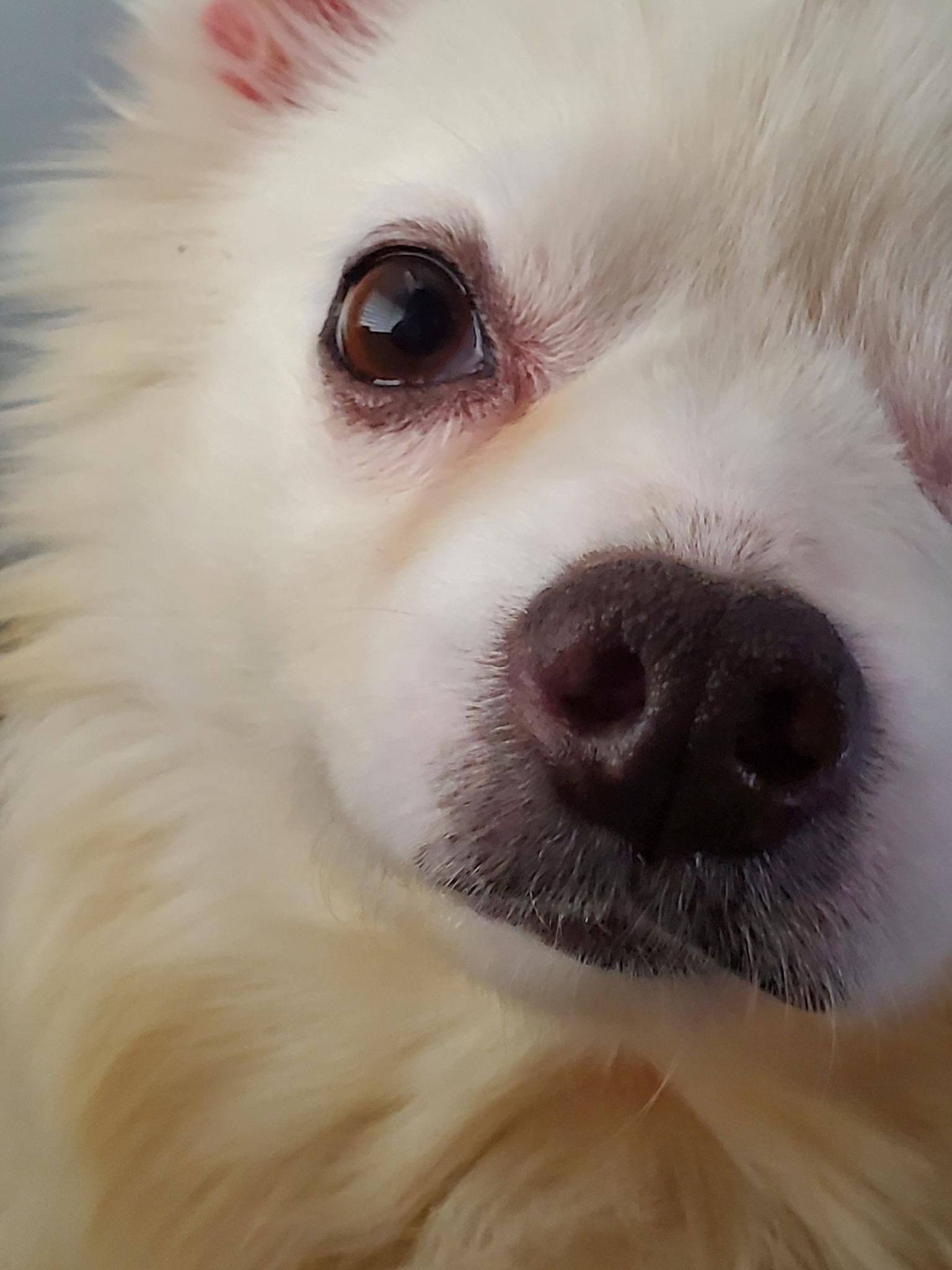 Darla - St. Louis, MO, a ADOPTABLE American Eskimo Dog in Saint Louis, MO image 3/6