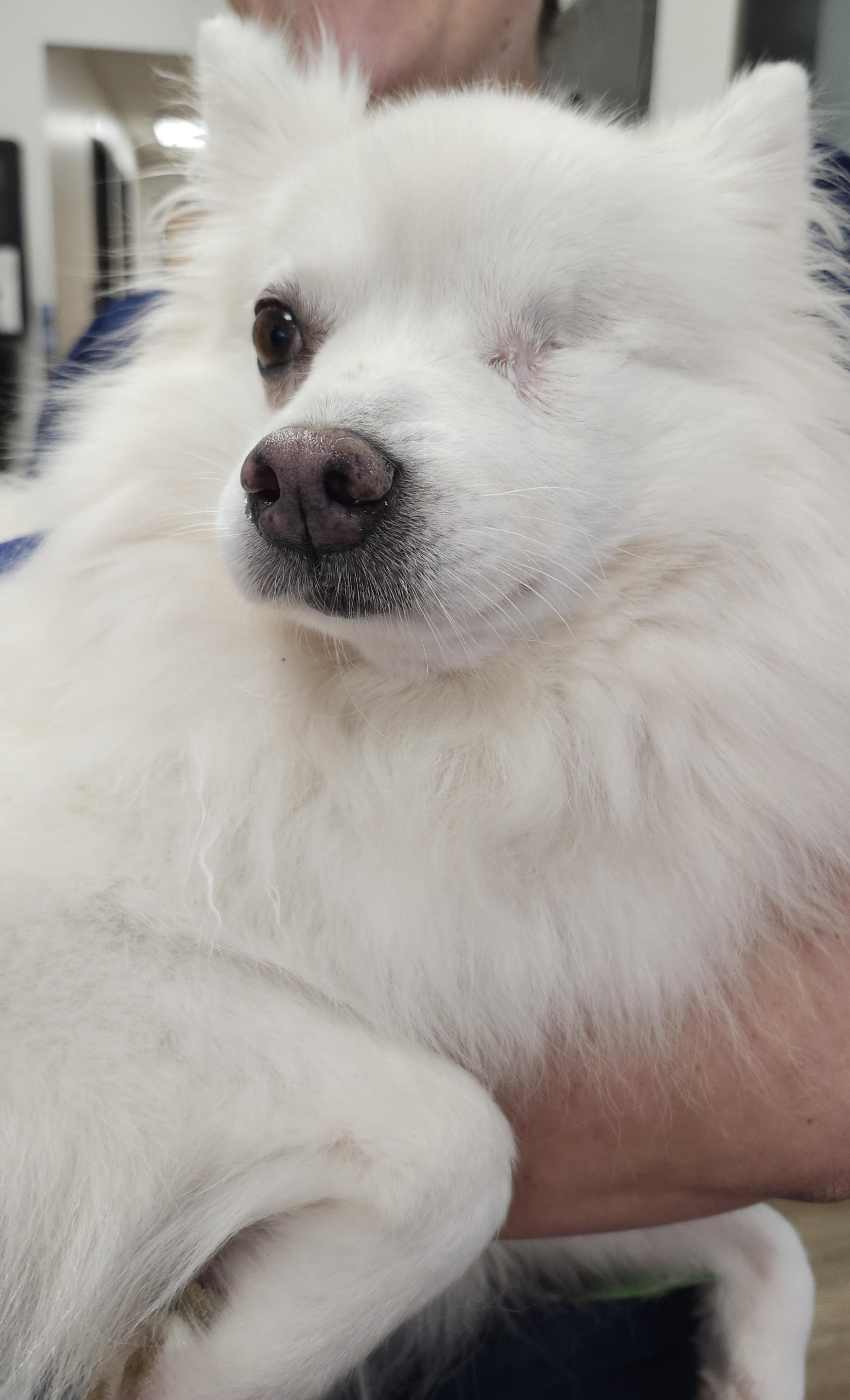 Enlarge Darla - Special Needs/St. Louis, MO, a Adoptable American Eskimo Dog in Saint Louis, MO image 5/5