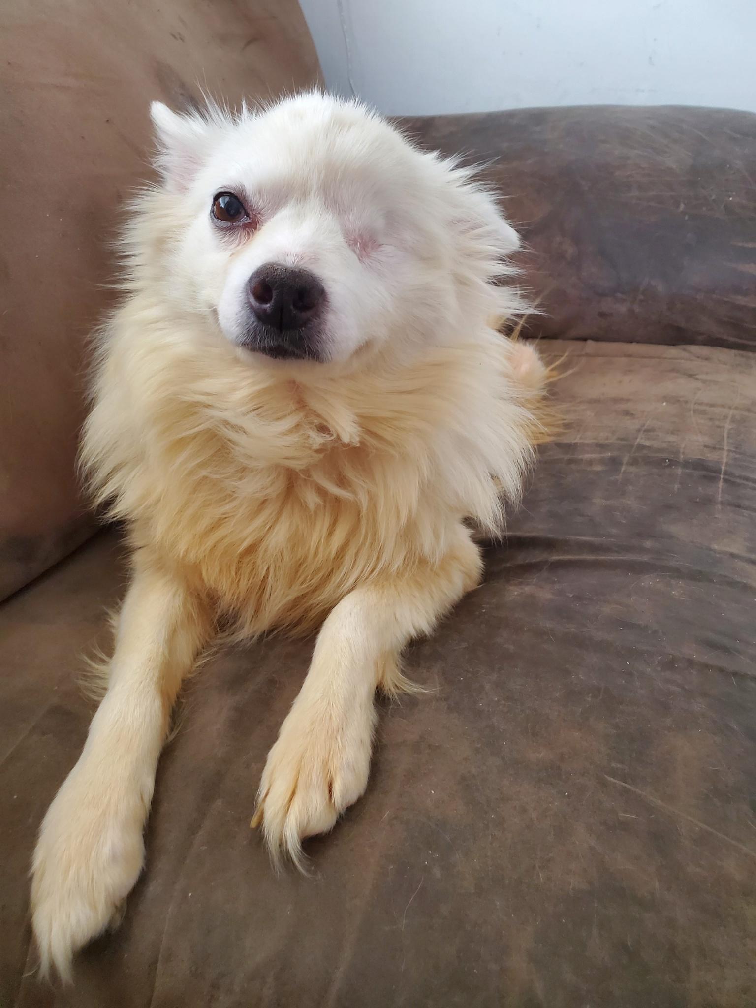 Darla - St. Louis, MO, a ADOPTABLE American Eskimo Dog in Saint Louis, MO image 2/6